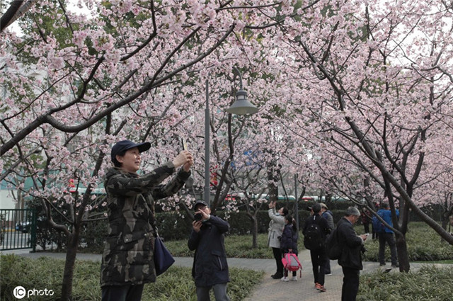 早樱盛开美如画 上海进入最佳赏樱花季