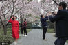 2021年2月22日，上海，上海静安雕塑公园的樱花林早樱盛开，美景如画，吸引了诸多市民前去打卡留影。
