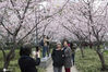 2021年2月22日，上海，上海静安雕塑公园的樱花林早樱盛开，美景如画，吸引了诸多市民前去打卡留影。来源：IC photo 冯佳佳/IC photo

