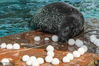 2018年3月2日，四川省成都市，成都市海昌极地海洋世界公园内海豹品尝到特制元宵。
