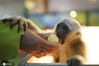 2019年2月18日，在杭州野生动物世界，南美貘、马来貘、猕猴、河马以及长臂猿正在品尝饲养员精心准备的美味“元宵”。原来，动物们吃的元宵都是由窝窝头、胡萝卜、苹果制作而成，面对可口诱人的“元宵”，动物们吃得津津有味，吸引了大批游客围观。图为长臂猿。