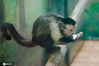 2021年2月25日，一只黑帽悬猴在吃“元宵”。当日，天津市动物园饲养员为园区内的动物们准备了丰盛的“元宵盛宴”，迎接元宵佳节的到来。