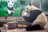 2021年2月25日，一只大熊猫在吃“元宵”。当日，天津市动物园饲养员为园区内的动物们准备了丰盛的“元宵盛宴”，迎接元宵佳节的到来。来源：IC photo