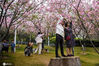 2021年2月26日，广东广州，三月是赏樱季，创业公园三百株樱花正在盛放，吸引不少市民前来打卡。