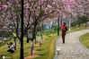 2021年2月26日，广东广州，三月是赏樱季，创业公园三百株樱花正在盛放，吸引不少市民前来打卡。