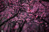 2021年2月27日，江苏省淮安市，一位游人在拍摄盛放的梅花。“惊蛰”节气将至，淮安市钵池山景区梅花盛放，满园“暗香浮动”吸引游人观赏。

