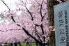 2021年2月28日，上海。时下，上海静安雕塑公园内樱花怒放美不胜收，引来不少市民前来打卡赏花，春雨中，不少摄影爱好者操着长枪短炮到此拍摄创作。