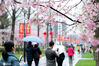 2021年2月28日，上海。时下，上海静安雕塑公园内樱花怒放美不胜收，引来不少市民前来打卡赏花，春雨中，不少摄影爱好者操着长枪短炮到此拍摄创作。来源：IC photo 编辑/刘佳