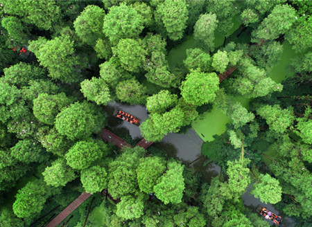 植树节临近 上帝视角看祖国森林辽阔色彩斑斓
