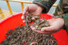 A villager shows small crabs that are going to be put into water at a crab breeding base in Suining county, Xuzhou city, Jiangsu province, March 11, 2021.[Photo/Xinhua]