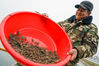 A villager shows small crabs that are going to be put into water at a crab breeding base in Suining county, Xuzhou city, Jiangsu province, March 11, 2021. [Photo/Xinhua]