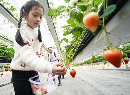Lishui in E China promotes strawberry industry