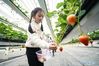 A child picks strawberries in Lishui District of Nanjing, east China's Jiangsu Province, March 13, 2021. Local authorities in Lishui have been promoting strawberry industry in recent years. A series of measures have been taken to boost the strawberry industry including introducing advanced planting technology and expanding sales channels. Currently, over 20,000 mu (1,333 hectares) of strawberry crops are cultivated in Lishui District, yielding some 30,000 tonnes of fruit in 2020. The output value exceeded 600 million yuan (92 million U.S. dollars) last year. (Xinhua/Ji Chunpeng) 