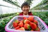 A farmer displays harvested strawberries in Lishui District of Nanjing, east China's Jiangsu Province, March 13, 2021. Local authorities in Lishui have been promoting strawberry industry in recent years. A series of measures have been taken to boost the strawberry industry including introducing advanced planting technology and expanding sales channels. Currently, over 20,000 mu (1,333 hectares) of strawberry crops are cultivated in Lishui District, yielding some 30,000 tonnes of fruit in 2020. The output value exceeded 600 million yuan (92 million U.S. dollars) last year. (Xinhua/Ji Chunpeng)