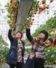 Farmers pick strawberries in Lishui District of Nanjing, east China's Jiangsu Province, March 13, 2021. Local authorities in Lishui have been promoting strawberry industry in recent years. A series of measures have been taken to boost the strawberry industry including introducing advanced planting technology and expanding sales channels. Currently, over 20,000 mu (1,333 hectares) of strawberry crops are cultivated in Lishui District, yielding some 30,000 tonnes of fruit in 2020. The output value exceeded 600 million yuan (92 million U.S. dollars) last year. (Xinhua/Ji Chunpeng)