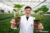 A worker displays cultivated seedlings of strawberry crops in Lishui District of Nanjing, east China's Jiangsu Province, March 13, 2021. Local authorities in Lishui have been promoting strawberry industry in recent years. A series of measures have been taken to boost the strawberry industry including introducing advanced planting technology and expanding sales channels. Currently, over 20,000 mu (1,333 hectares) of strawberry crops are cultivated in Lishui District, yielding some 30,000 tonnes of fruit in 2020. The output value exceeded 600 million yuan (92 million U.S. dollars) last year. (Xinhua/Ji Chunpeng)