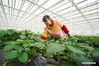 A farmer checks strawberries in Lishui District of Nanjing, east China's Jiangsu Province, March 13, 2021. Local authorities in Lishui have been promoting strawberry industry in recent years. A series of measures have been taken to boost the strawberry industry including introducing advanced planting technology and expanding sales channels. Currently, over 20,000 mu (1,333 hectares) of strawberry crops are cultivated in Lishui District, yielding some 30,000 tonnes of fruit in 2020. The output value exceeded 600 million yuan (92 million U.S. dollars) last year. (Xinhua/Ji Chunpeng)