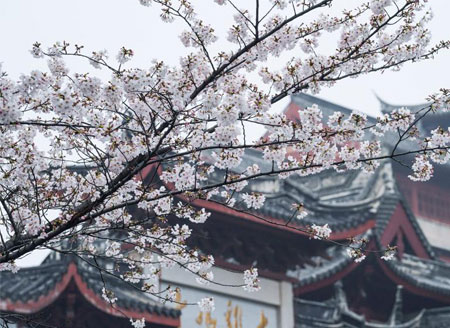 Cherry blossoms in full bloom in Nanjing