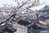 Photo taken on March 16, 2021 shows cherry blossoms near the Jiming Temple in Nanjing, east China's Jiangsu Province. Cherry blossoms in Nanjing are in full bloom recently. (Xinhua/Li Bo) 

