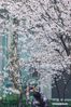 A tourist takes photos of cherry blossoms at Jimingsi Road in Nanjing, east China's Jiangsu Province, March 16, 2021. Cherry blossoms in Nanjing are in full bloom recently. (Xinhua/Li Bo)