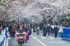 Tourists view cherry blossoms at Jimingsi Road in Nanjing, east China's Jiangsu Province, March 16, 2021. Cherry blossoms in Nanjing are in full bloom recently. (Xinhua/Li Bo)