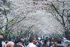Tourists view cherry blossoms at Jimingsi Road in Nanjing, east China's Jiangsu Province, March 16, 2021. Cherry blossoms in Nanjing are in full bloom recently. (Xinhua/Li Bo)