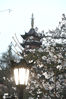2021年3月17日，南京鸡鸣寺，樱花大道上夜樱璀璨，吸引不少游客观赏拍照。
