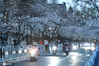 2021年3月17日，南京鸡鸣寺，樱花大道上夜樱璀璨，吸引不少游客观赏拍照。
