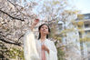 A student from Nanjing Forestry University dresses in hanfu, a traditional Chinese style of clothing, and takes a photo under a full blooming cherry blossom tree on March 14. [Photo/IC]
