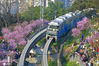 2021年2月22日，在重庆轨道交通2号线佛图关段，单轨列车在盛开的美人梅花簇拥下穿行，仿佛“开往春天的列车”。 ICphoto/IC photo
