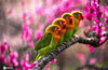 2021年2月23日，四只可爱的鹦鹉整齐地停在南京梅花山的树上休息。谷昌旺/IC photo
