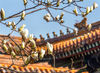2021年3月25日，故宫博物院御花园、坤宁西宫的杏花、玉兰花开放了，春意浓。