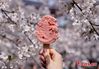 Ice cream?with the color and flavor of?cherry blossoms?is popular at the Taihu Yuantouzhu Scenic Area in E China’s Wuxi City, March 25, 2021.(China News Service/Sun Quan)

