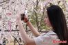 A visitor snaps a few shots at the Taihu Yuantouzhu Scenic Area in E China’s Wuxi City, March 25, 2021.(China News Service/Sun Quan)