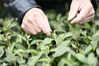 2021年3月2日，村民在贵州省遵义市凤冈县娄山春茶叶专业合作社有机茶基地采摘锌硒茶。