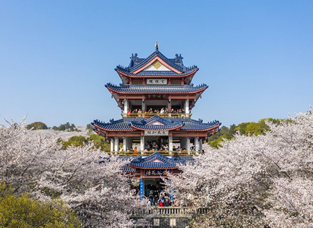 Cherry blossoms amaze at Yuantouzhu scenic spot