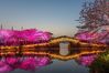 Night view of cherry blossoms at Yuantouzhu scenic spot in Wuxi, Jiangsu province. The special beauty of the area draws thousands of viewers each year. [Photo/VCG]