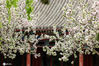 2021年4月10日，星期六，天气晴好，北京中山公园满园花开，海棠花已进入盛花期，游人如织，赏花观赏，享受春天好时光！