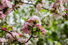 2021年4月10日，星期六，天气晴好，北京中山公园满园花开，海棠花已进入盛花期，游人如织，赏花观赏，享受春天好时光！