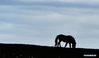 A Przewalski's horse is seen at the Kalamayli Nature Reserve, northwest China's Xinjiang Uygur Autonomous Region, April 22, 2021. (Xinhua/Hou Zhaokang)