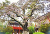 An ancient catalpa bungei tree aged over 600 years is in full bloom in Nantong Middle School in East China's Jiangsu province. [Photo/Nantong Daily]   
An ancient catalpa bungei tree aged over 600 years is in full bloom in Nantong Middle School in East China's Jiangsu province. Photos of the tree have gone viral on Chinese social media, with netizens praying for good luck in the comments section.
