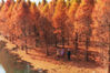 The colorful dawn redwoods resemble an oil painting in Dianwei village, Southwest China’s Yunnan province.[Photo/IC]