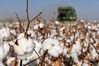 A cotton harvesting machine works in a field in Manas county, Hui autonomous prefecture of Changji, Northwest China's Xinjiang Uygur autonomous region, Oct 17, 2020. [Photo/Xinhua]
