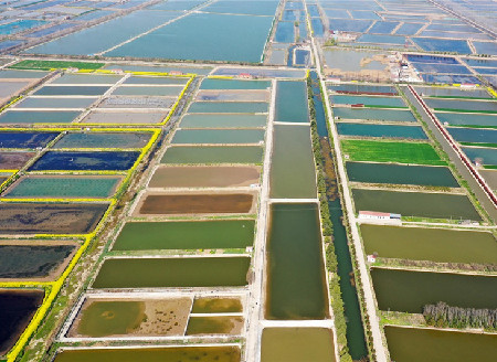 Crab ponds add color to Jiangsu