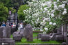 2021年4月3日，清明小长假第一天，许多市民和游客来南京午朝门公园，观赏盛开的绣球花，感受春天的美好。