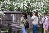 2021年4月3日，清明小长假第一天，许多市民和游客来南京午朝门公园，观赏盛开的绣球花，感受春天的美好。