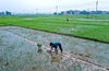 Aerial photo taken on April 5, 2021 shows farmers transplanting rice seedlings in Hengshan village of Kangxiling township, Qinzhou city, South China's Guangxi Zhuang autonomous region. As the temperature gradually rises around the time of Qingming Festival, farming activities are in full swing across the country, from the north to the south. [Photo/Xinhua]