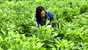 A farmer works in the field in Qingcao village of Jiulong township, Qinzhou city, South China's Guangxi Zhuang autonomous region, April 5, 2021. [Photo/Xinhua]