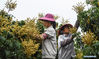 Farmers work in an orchard in Qingcao village of Jiulong township, Qinzhou city, South China's Guangxi Zhuang autonomous region, April 5, 2021. [Photo/Xinhua]