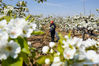 A farmer loosens the soil for pear trees in Heipo village of Ganma town, Lianyungang city, East China's Jiangsu province, April 5, 2021. [Photo/Xinhua]